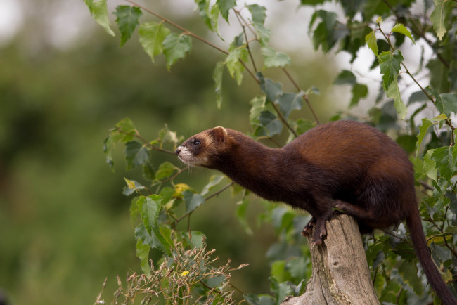 Обои картинки фото животные, хорьки, ласки, соболи, горностаи, куницы, зверек, шкурка