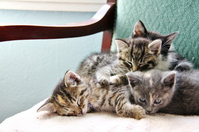 Обои картинки фото животные, коты, котята, кресло