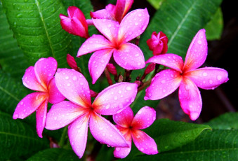 Картинка цветы плюмерия тропики