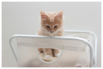 Картинка животные коты котенок