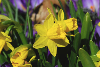 Картинка цветы нарциссы весна