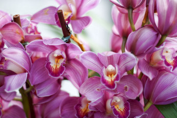 Картинка цветы орхидеи розовый