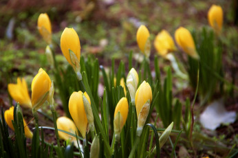 Картинка цветы крокусы весна