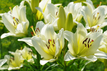 Картинка цветы лилии +лилейники свет