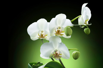 Картинка цветы орхидеи экзотика