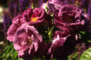 Картинка цветы розы лиловый