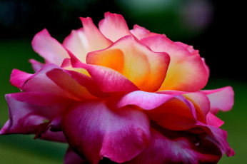 Картинка цветы розы роза розовая