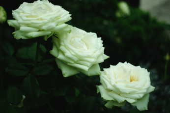 Картинка цветы розы трио