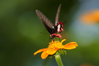 Картинка животные бабочки бабочка цветок