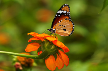 Картинка животные бабочки бабочка цветок