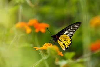 Картинка животные бабочки цветок бабочка