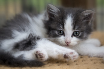 Картинка животные коты котенок