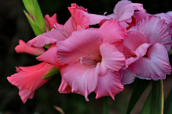 Картинка цветы гладиолусы розовый макро