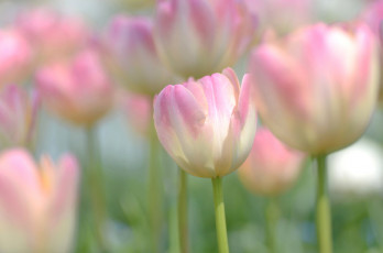 Картинка цветы тюльпаны розовый