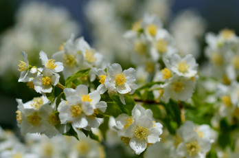Картинка цветы жасмин роса куст