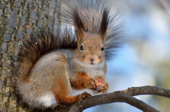 Картинка животные белки белочка