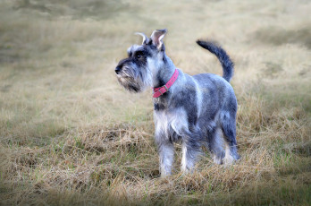Картинка животные собаки фокстерьер трава луг