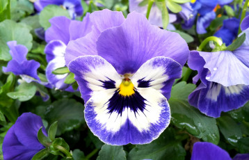 Картинка цветы анютины+глазки+ садовые+фиалки макро