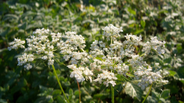 Картинка цветы луговые+ полевые +цветы луговые белые зонтики мелкие