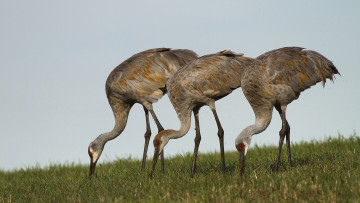 Картинка животные журавли луг трава