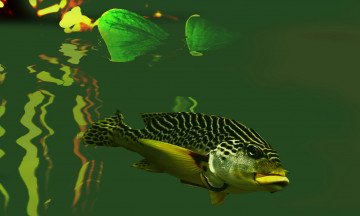 Картинка животные рыбы рыбка водоем