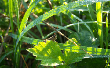 Картинка животные кузнечики +саранча роса солнце зелень трава кузнечик
