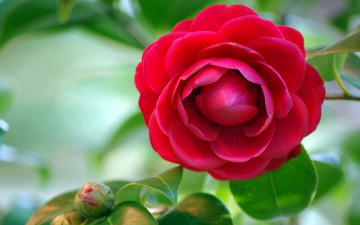 Картинка цветы колеусы +каладиумы красная камелия