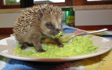 Картинка животные ежи завтрак ежик снедь тарелка