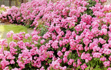 Картинка цветы розы много