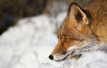 Картинка животные лисы профиль