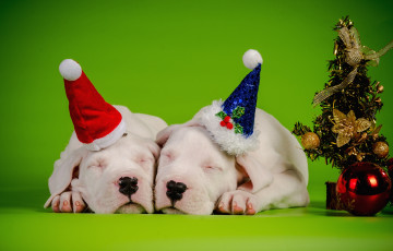 Картинка животные собаки сплюшки