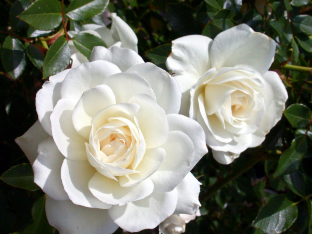 Обои картинки фото цветы, розы, белый