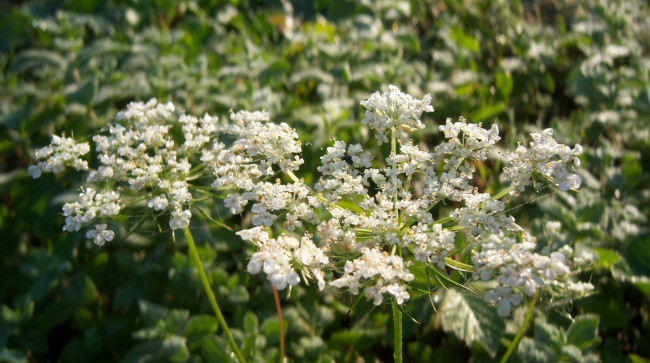 Обои картинки фото цветы, луговые , полевые,  цветы, луговые, белые, зонтики, мелкие