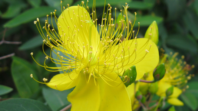 Обои картинки фото цветы, желтый