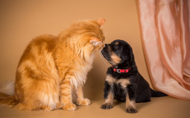 Обои картинки фото животные, разные вместе, кот, щенок