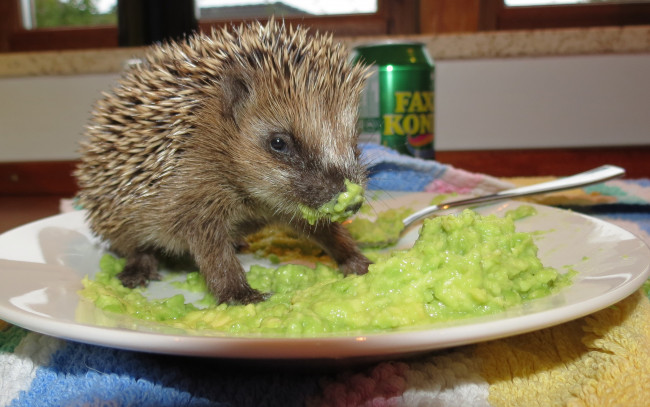 Обои картинки фото животные, ежи, завтрак, ежик, снедь, тарелка
