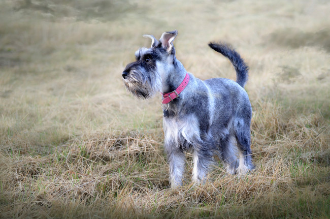 Обои картинки фото животные, собаки, фокстерьер, трава, луг