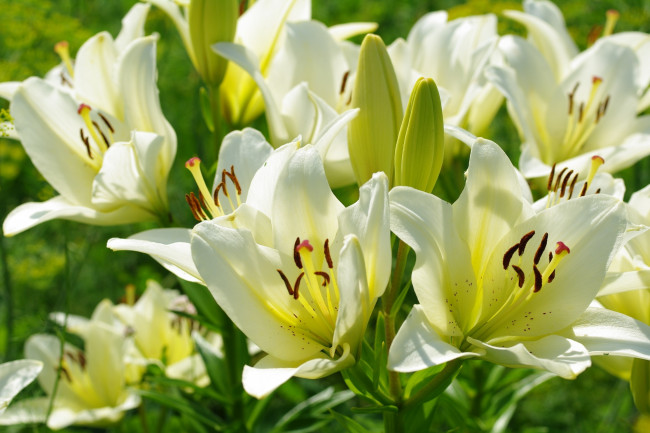 Обои картинки фото цветы, лилии,  лилейники, свет