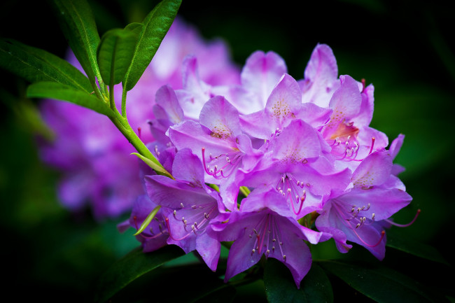 Обои картинки фото цветы, рододендроны , азалии, розовый