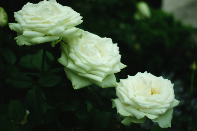 Обои картинки фото цветы, розы, трио