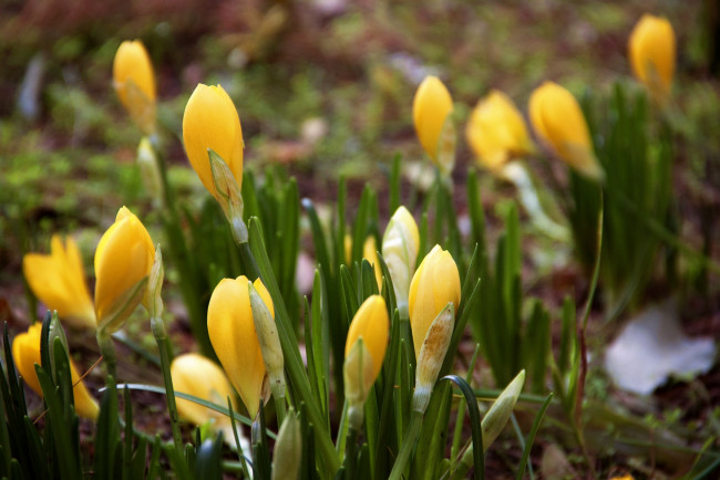 Обои картинки фото цветы, крокусы, весна