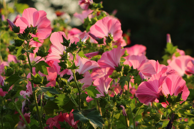 Обои картинки фото цветы, лаватера, розовый