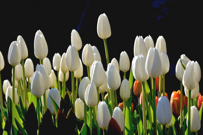 Обои картинки фото цветы, тюльпаны, бутоны