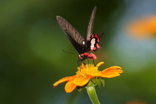 Обои картинки фото животные, бабочки, бабочка, цветок