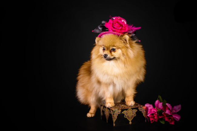 Обои картинки фото животные, собаки, шпиц