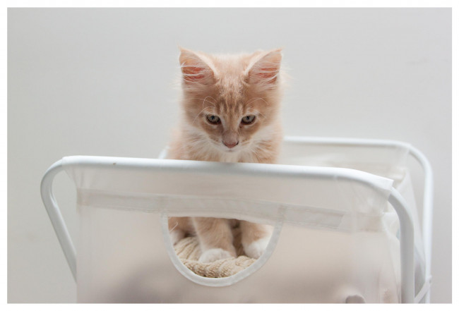 Обои картинки фото животные, коты, котенок