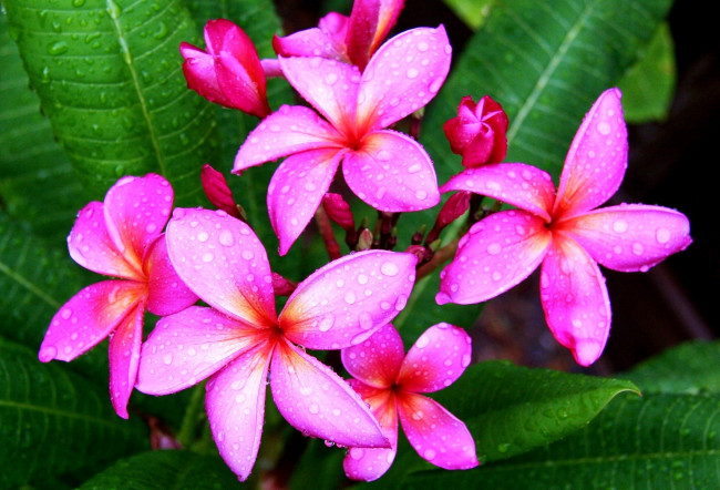 Обои картинки фото цветы, плюмерия, тропики