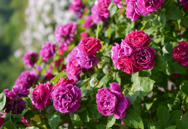 Обои картинки фото цветы, розы, лиловый