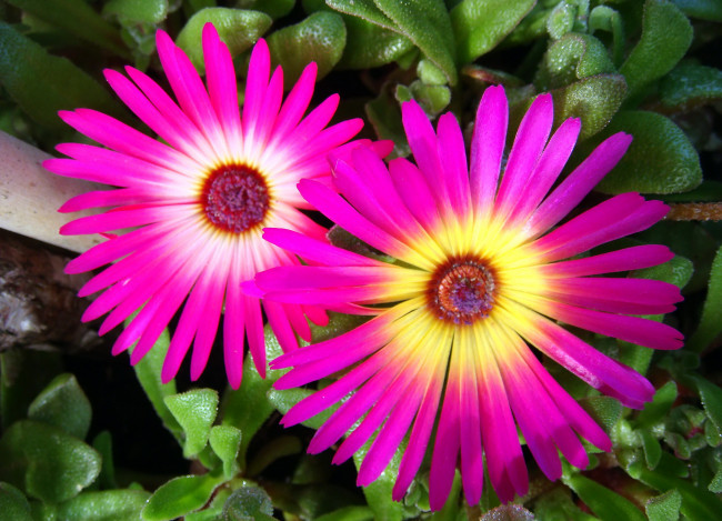 Обои картинки фото цветы, аизовые, mesembryanthemum, ливингстон, ромашки