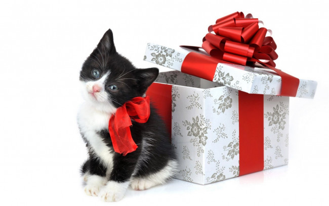 Обои картинки фото животные, коты, взгляд, подарок, кот